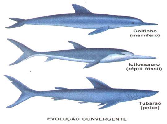 IRRADIAÇÃO ADAPTATIVA CONVERGÊNCIA ADAPTATIVA Acredita-se que os a maioria das espécies se originaram por cladogênese.