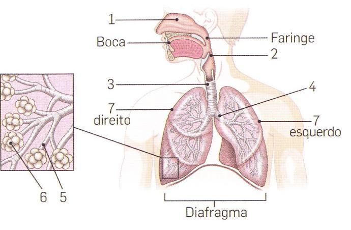 2.Os erros alimentares são, por vezes, Causas de doenças. Das afirmações seguintes, assinala com X as que se referem a erros alimentares. A- Não tomar o pequeno-almoço.