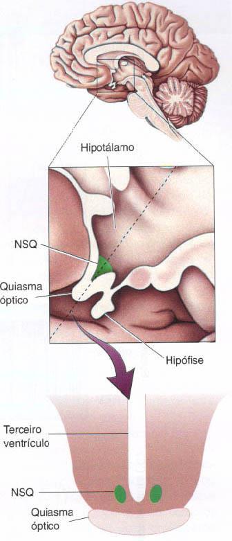 Ritmos Biológicos Núcleo Supraquiasmático (marca-passo hipotalâmico) Retina e núcleo geniculado lateral NSQ Hipotálamo (viscerais)