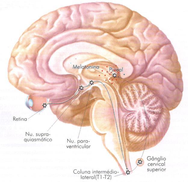 Ritmos Biológicos Pineal (marca-passo epitalâmico) Responsável pela organização temporal dos diversos eventos fisiológicos e comportamentais necessários à