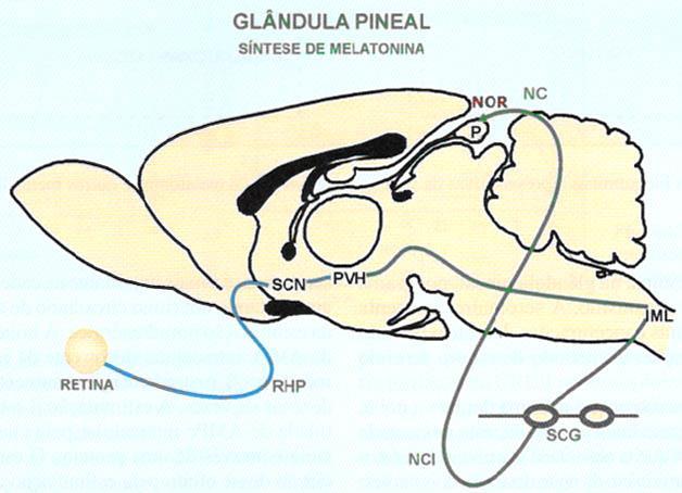 Ritmos Biológicos Pineal Retina - SCN SCN - núcleo paraventricular do hipotálamo núcleo paraventricular do hipotálamo - coluna intermediolateral da