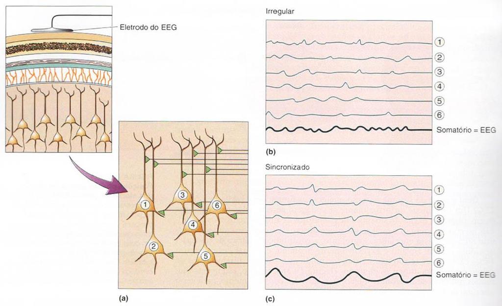 Ciclo sono-vigília O Eletroencefalograma (EEG): Hans Berger (1929) Ritmos de baixa amplitude e alta frequência = vigília e estado de alerta ou sono com sonhos (alta atividade dessincronizada)