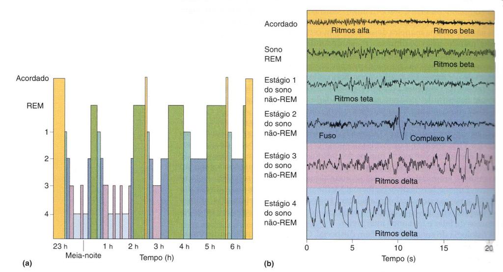 Ciclo sono-vigília Neurociências-Desvendando o
