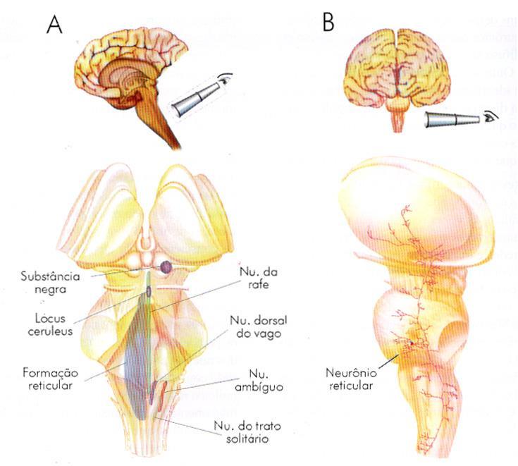 Mecanismos neurais do sono e vigília Formação reticular Cem