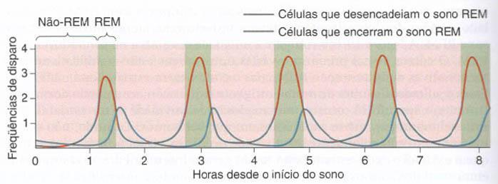 Mecanismos neurais do sono e vigília Sono REM: inibição dos neurônios aminérgicos ativação dos