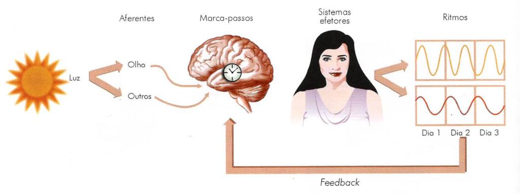 Ritmos Biológicos Sistemas temporizadores?