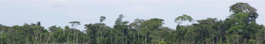 Pecuária Sustentável da Amazônia S.A. Relatório Anual 2016 Conservação e restauração Nas fazendas parceiras da Pecsa, realizamos a adequação plena ao Código Florestal.