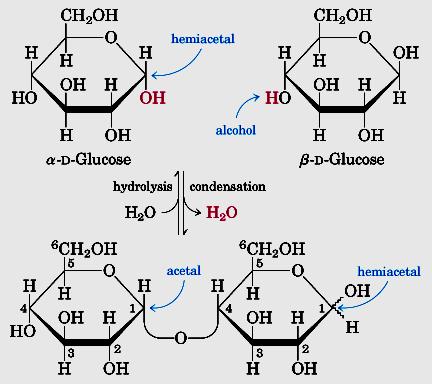Reação glicosídica Grupo OH anomérico reage com uma OH de outro