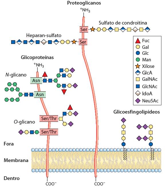 Glicoconjugados Oligosacarídeos ou Polissacarídeos ligados a proteínas ou lipídeos Função