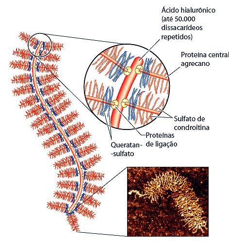 Proteoglicanos são macromoléculas da superfície das células ou da matrix extracelular Constituídos de uma proteína ligada a várias cadeias de açúcares (di ou trissacarídeos repetitivos )