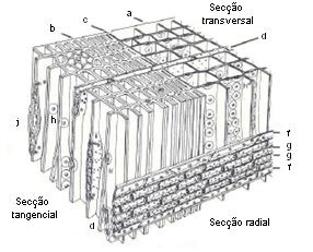 Estrutura anatómica da madeira As árvores produtoras de madeira são plantas superiores, de elevada complexidade anatómica.