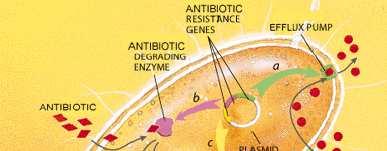 ANTIBIÓTICOS 15 MECANISMOS DE