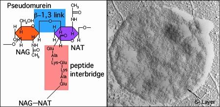 QUAL É A PAREDE CELULAR DE ARCHAE?