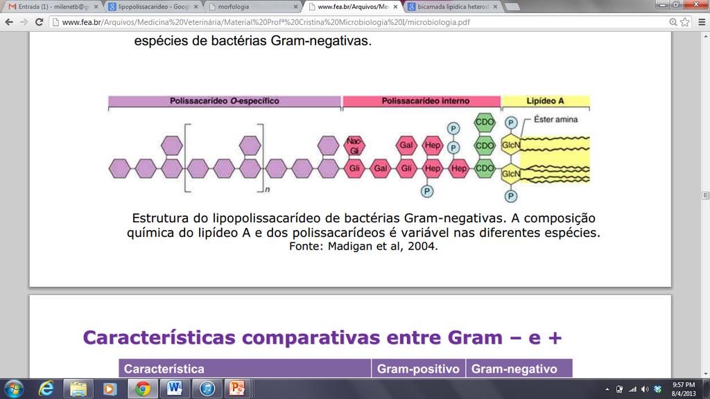 GRAM NEGATIVAS MEMBRANA EXTERNA LPS ou ENDOTOXINA Composição (figura abaixo): Lipídeo A Polissacarídeo interno