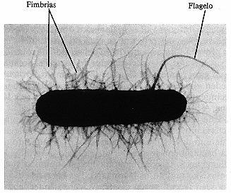 Fimbria e pili Filamentos proteináceos mais finos e retos que os flagelos