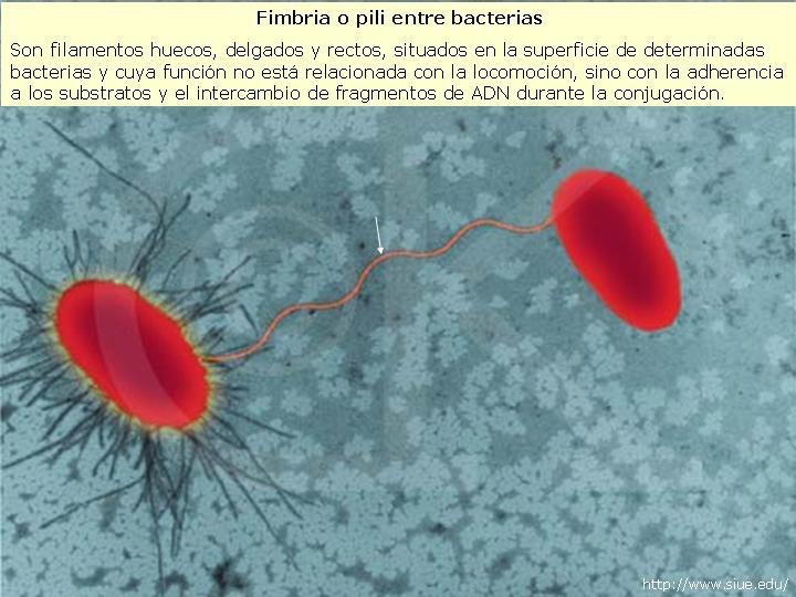 Função: - Adesão Pili Mais longo que as fimbrias Uma ou poucas cópias por