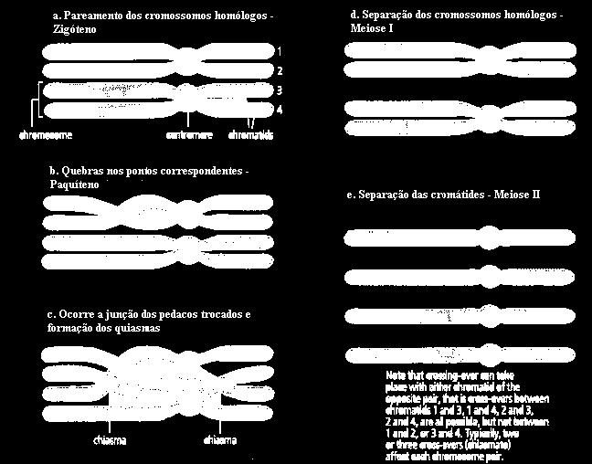 Processo de Recombinação Genética - importante para o aparecimento