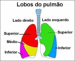 Pulmão