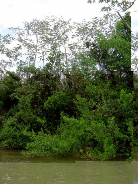 As margens do rio Ivaí (Figura 4) próximas à confluência, devida a alta ação antrópica, são margens com uma pequena quantidade de mata ciliar.