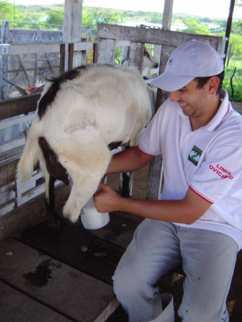 Experimento com cabras Moxotó na fase de lactação.