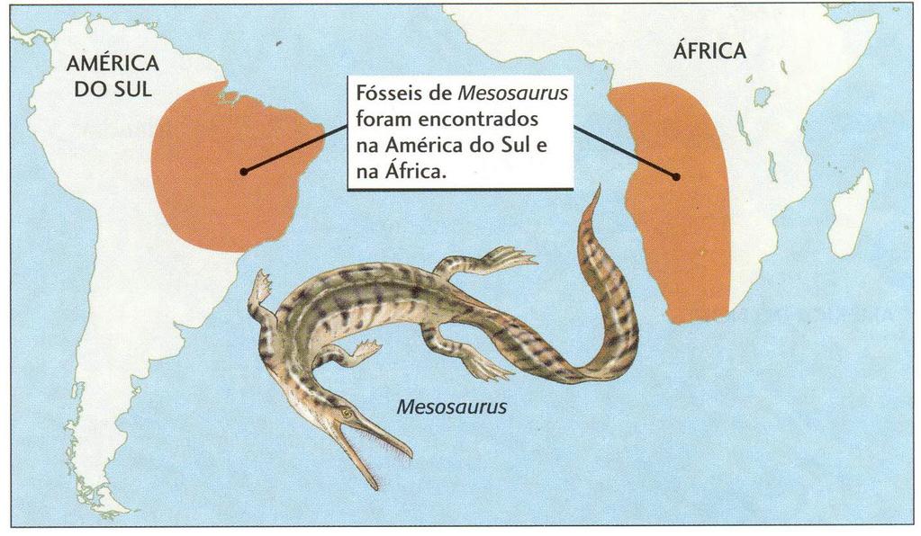 Fósseis do réptil Mesosaurus, com idade de 300 milhões de