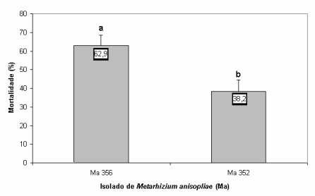 O isolado Ma 356 proporcionou significativamente maior mortalidade do percevejo (62,9%) do que o isolado Ma 352 (38,2%), evidenciando maior