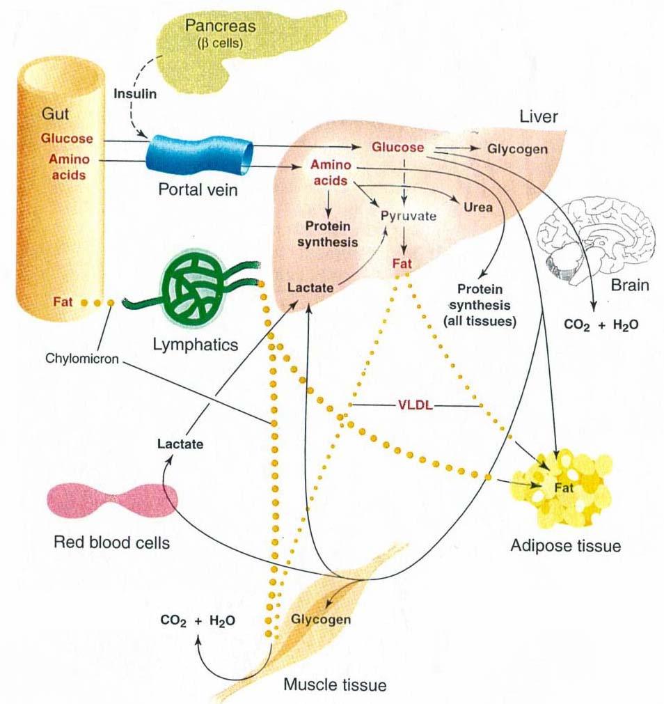 Metabolismo durante o estado alimentado e de jejum Fig. 3 11. Quando se ingere uma dieta mista ocorre absorção de glicose, aminoácidos, ácidos gordos e 2-monoacilglicerol.