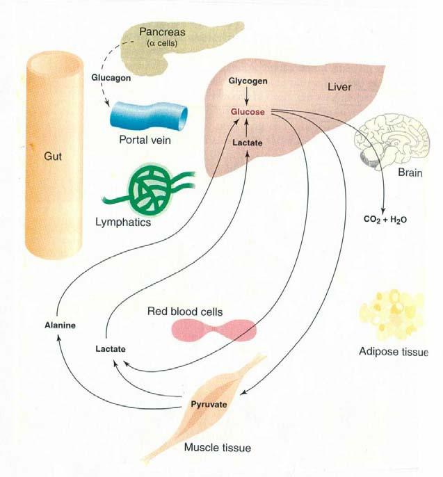 c) OS AMINOÁCIDOS DA DIETA. Os aminoácidos absorvidos são processados no fígado e noutros órgãos onde podem funcionar como substratos na síntese proteica.