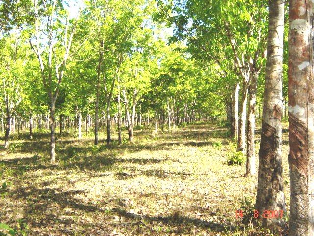 FAZENDA