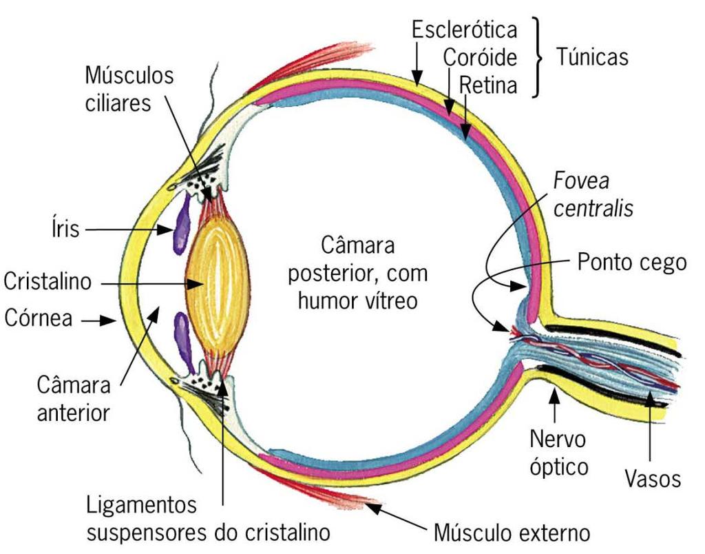 Anatomia do olho humano Organização da retina: A retina capta os sinais luminosos e os transforma em impulsos nervosos.