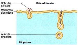 PINOCITOSE É o englobamento de substâncias líquidas (soluções ou suspensões) por invaginação.