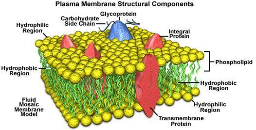 COMPOSIÇÃO Bicamada fosfolipídica, 5-8 nm de espessura com proteínas integrais e