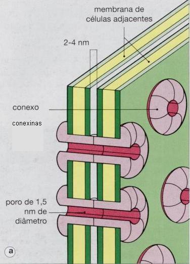 JUNÇÃO DO