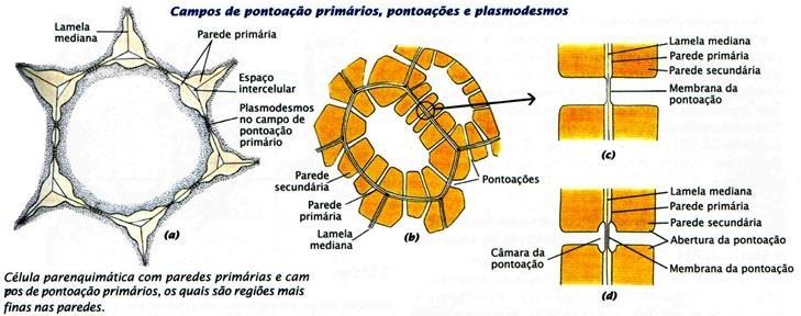 Campos de pontoação Campos de pontoação primária ou pontoações