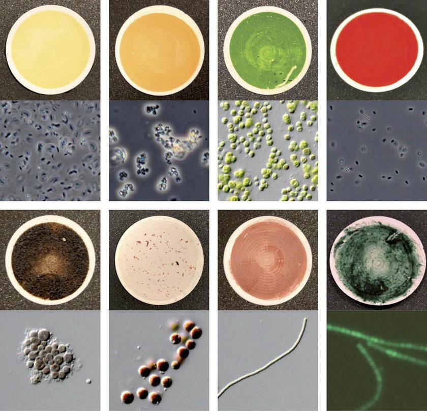 Lisa Kaltenegger e colegas catalogaram as cores de 137 microorganismos comuns na Terra para ajudar a procurar por vida em outros