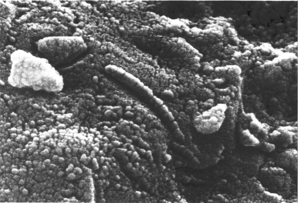 Microscopia eletrônica do meteorito Allan Hills 84001, descoberto em 1984 na Antartica.