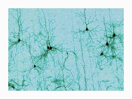 do córtex cerebral. Prof.