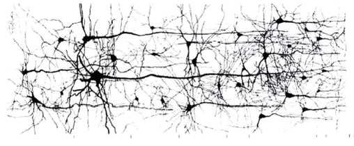 Como os neurônios formam uma rede?