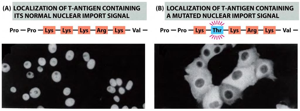 Sinais de Localização Nuclear Seletividade na importação Antígeno T de SV40 NLS mais