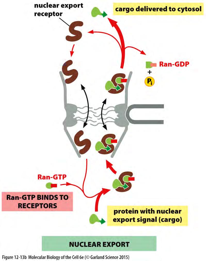 Ran-GAP Ran-GEF Ran-GDP também é importada para o núcleo por