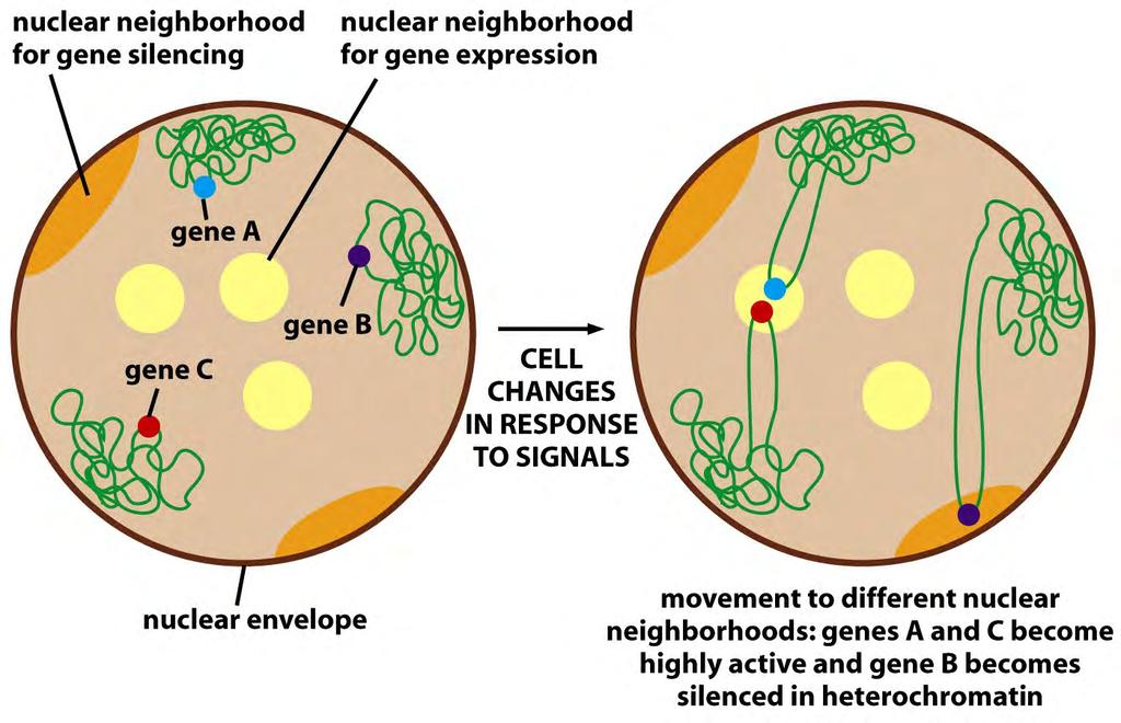 Genes podem ser movimentados para diferentes