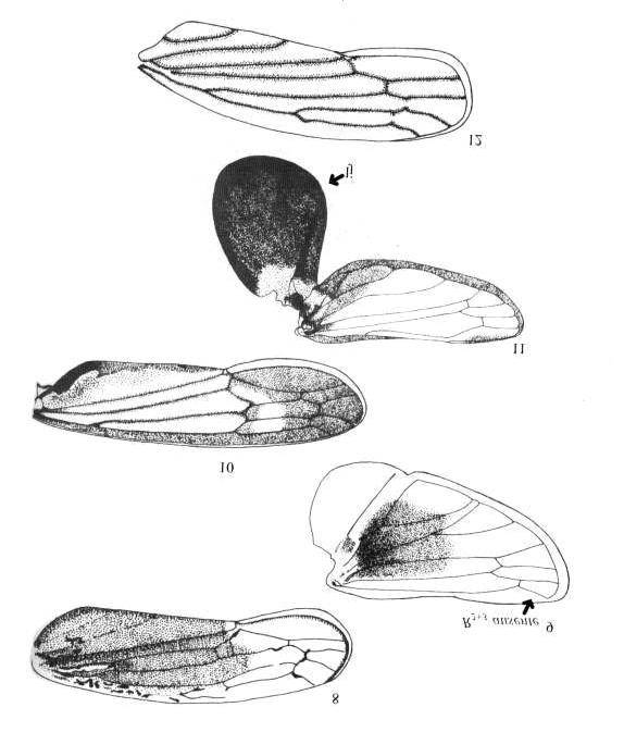 Setembro, 1999 An. Soc. Entomol. Brasil 28(3) 443 Prancha 2. Figs. 8 e 9 - Bucephalogonia xanthophis. Fig. 8 asa anterior; Fig. 9 asa posterior. Figs. 10 e 11 Dilobopterus costalimai.