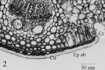 longifolia: secção transversal da folha na região de nervura central (de formato côncavo-convexo), revelando epiderme adaxial (Ep ad), epiderme abaxial (Ep ab), cutícula (C u), cripta (C r), tricoma