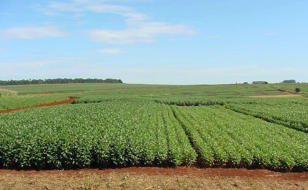 Sistema Plantio Direto (SPD) gera vários benefícios ambientais e agronômicos: 1.