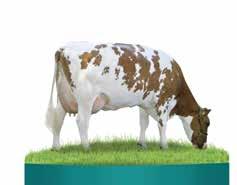 Vacas com muita força leiteira, sistemas mamários magníficos, bons aprumos e muito produtivas é a marca registrada de sua progênie.