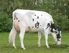 823kg 4,04%G 3,70%P Vacas com muita capacidade, fortes e com cascos saudáveis Proveniente da família Renate que gerou Atlantic, Titanium e Foxtrot dentre outros Excelentes úberes e conformação, tem
