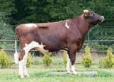 produção persistente Vacas produtivas e indicado para novilhas, com fertilidade de sêmen (Bulls Eye) Base Holandesa ACC: 67% Ingestão Alimentar LGV NVI IEB ISB 6% 4% 0,94 517 226 392 n.