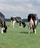 3 A produção de leite e sólidos determina a receita do criador. A genética CRV é líder mundial na produção de sólidos.