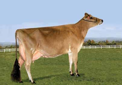 176kg 4,6%G 3,6%P ALL LYNNS VALENTINO IRWIN ET Força Largura Posterior 0,80-0,60 1,20 0,00-0,30-0,10 0,70 2,30 2,00 1,50 0,20 2,60 1,50-1,10 Fonte: American Jersey Cattle Association - 12/2015 F.
