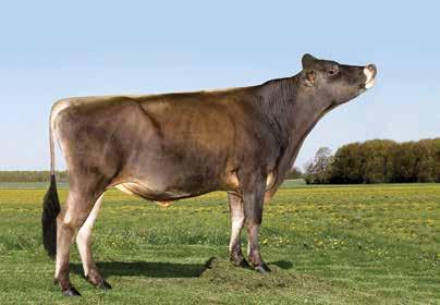 812kg 5,8%G 4,1%P RICHIES JACE TBONE A364 Força Largura Posterior -0,30 0,10 0,30 0,30-0,10 0,10 1,00 0,60 0,20 0,20 0,30 0,40 1,80-0,40 Fonte: American Jersey Cattle Association - 12/2015 TJF/LEE